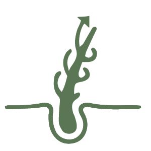 Haarwachstum Haarwachstum