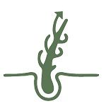 Haarwachstum Haarwachstum