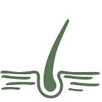 Kopfhaut_2_ Kopfhaut_2_