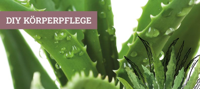 Webshop_Startseite_Aloe_Vera_1586x670px Webshop_Startseite_Aloe_Vera_1586x670px