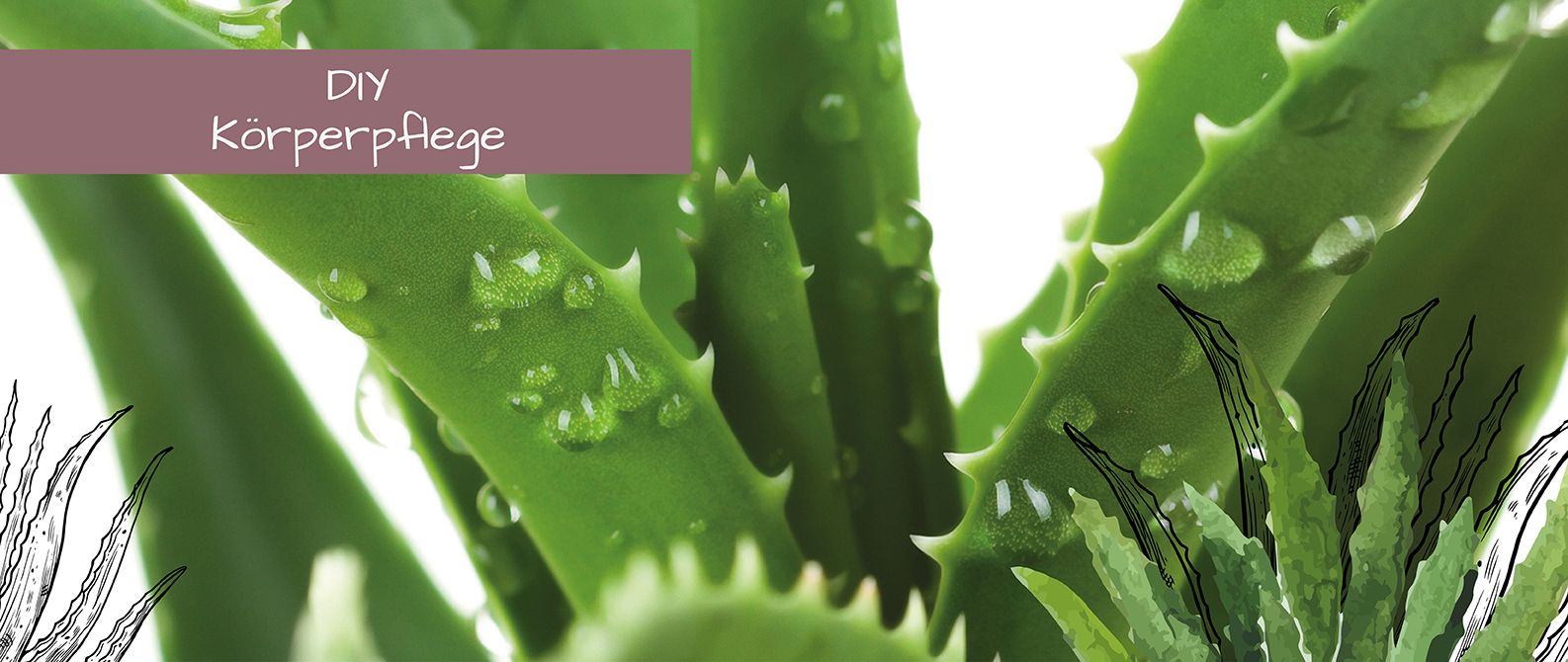 Webshop_Startseite_Aloe_Vera_1586x670px Webshop_Startseite_Aloe_Vera_1586x670px