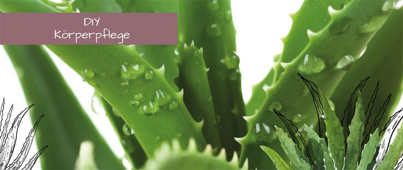 Webshop_Startseite_Aloe_Vera_1586x670px Webshop_Startseite_Aloe_Vera_1586x670px